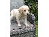 PoulaTo: Πωλούνται σκύλοι και κουτάβια Labrador Retriever